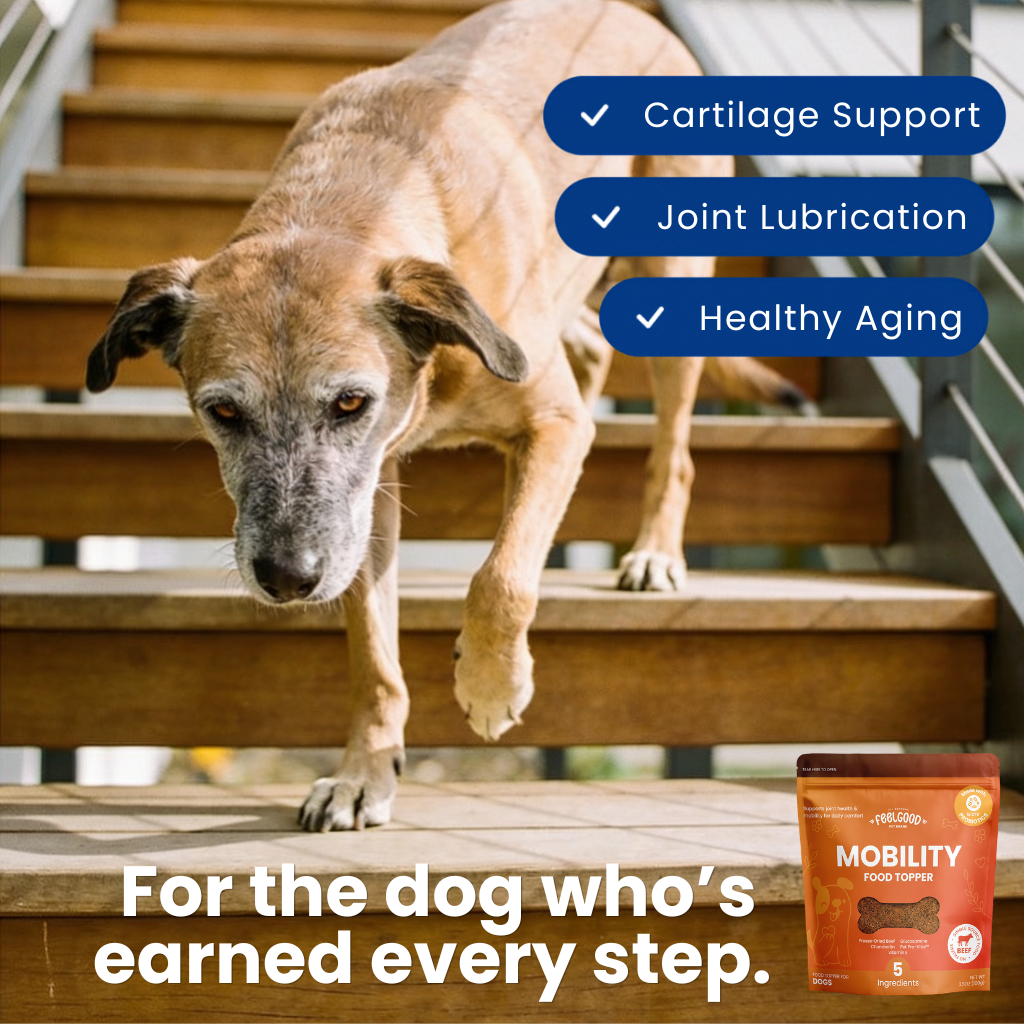 Dog walking up stairs with a product packaging labeled 'Mobility' on a wooden surface.