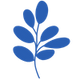 Astragalus Root