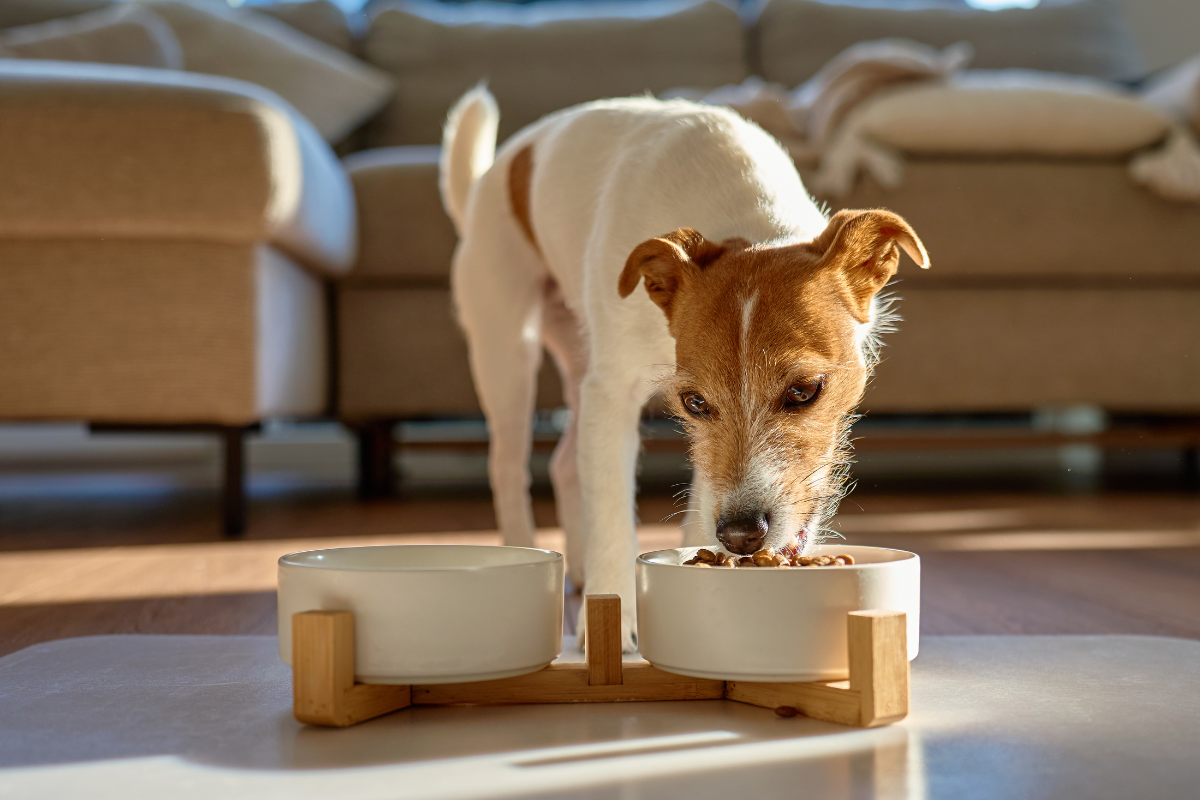 Dog eating from a ceramic bowl on a wooden stand in a living room.