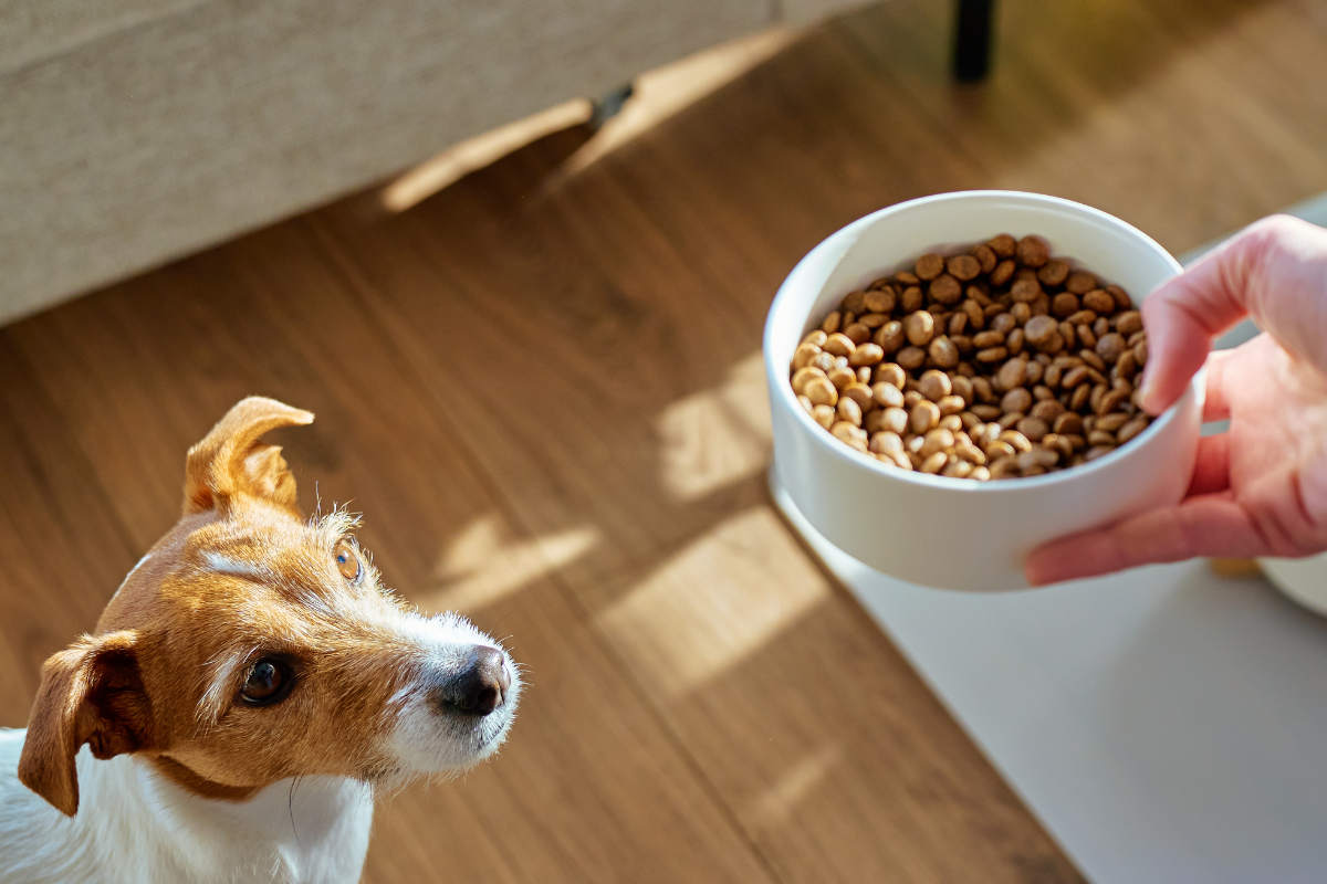 Dog looking at a bowl of kibble held by a person on a wooden floor.