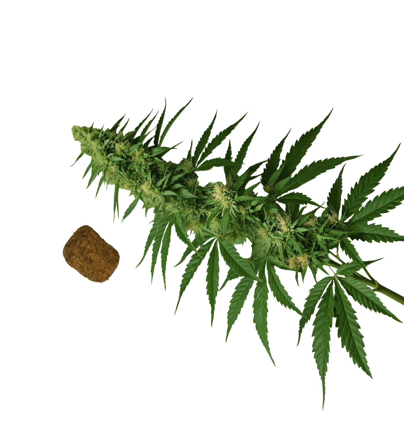 The First Hemp Strain 
Bred For Pet Wellness