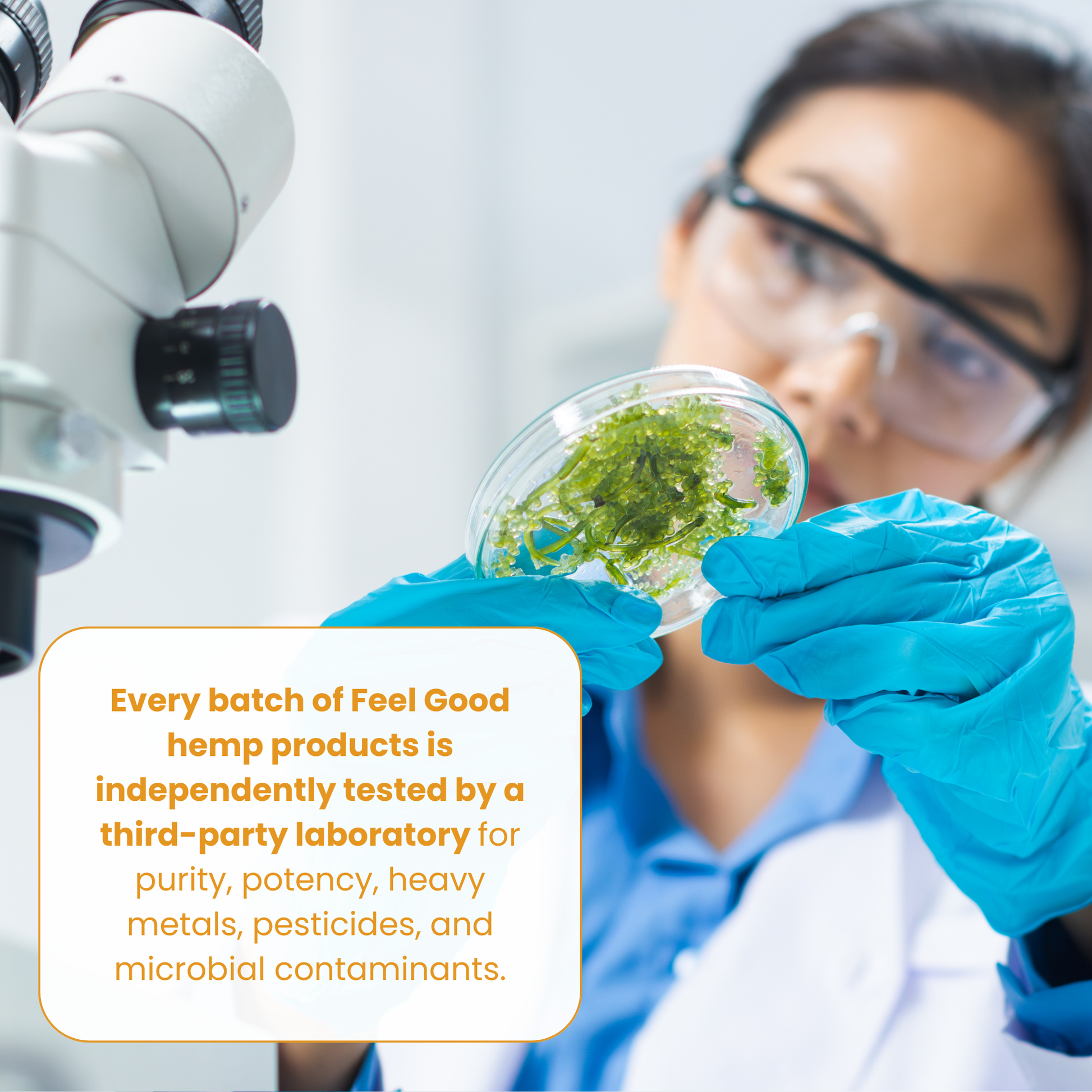 Person in a lab holding a petri dish with green substance, wearing gloves and goggles, with text about hemp product testing.