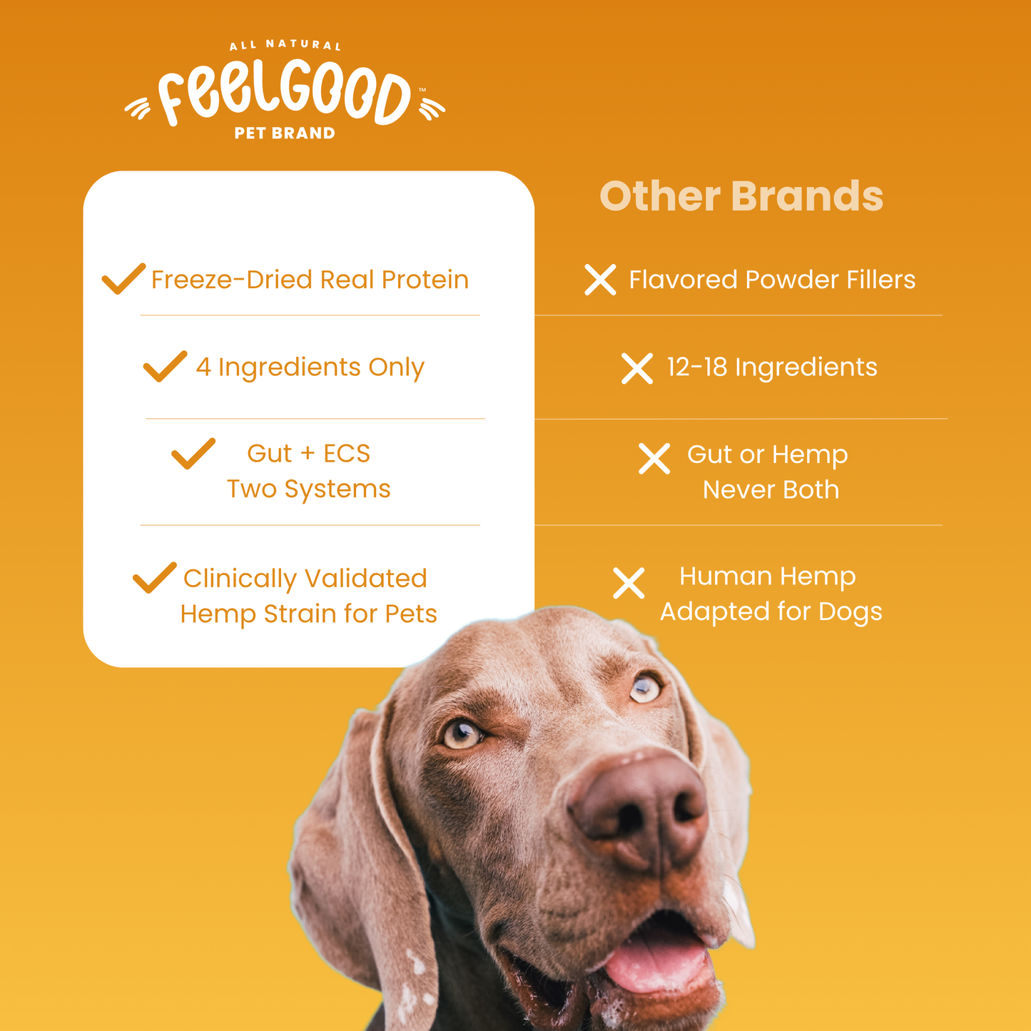 Dog with 'FeelGood Pet Brand' text on an orange background