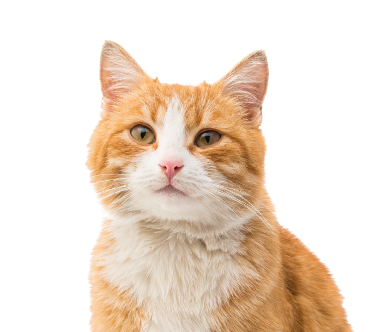 Orange and white cat on a transparent background