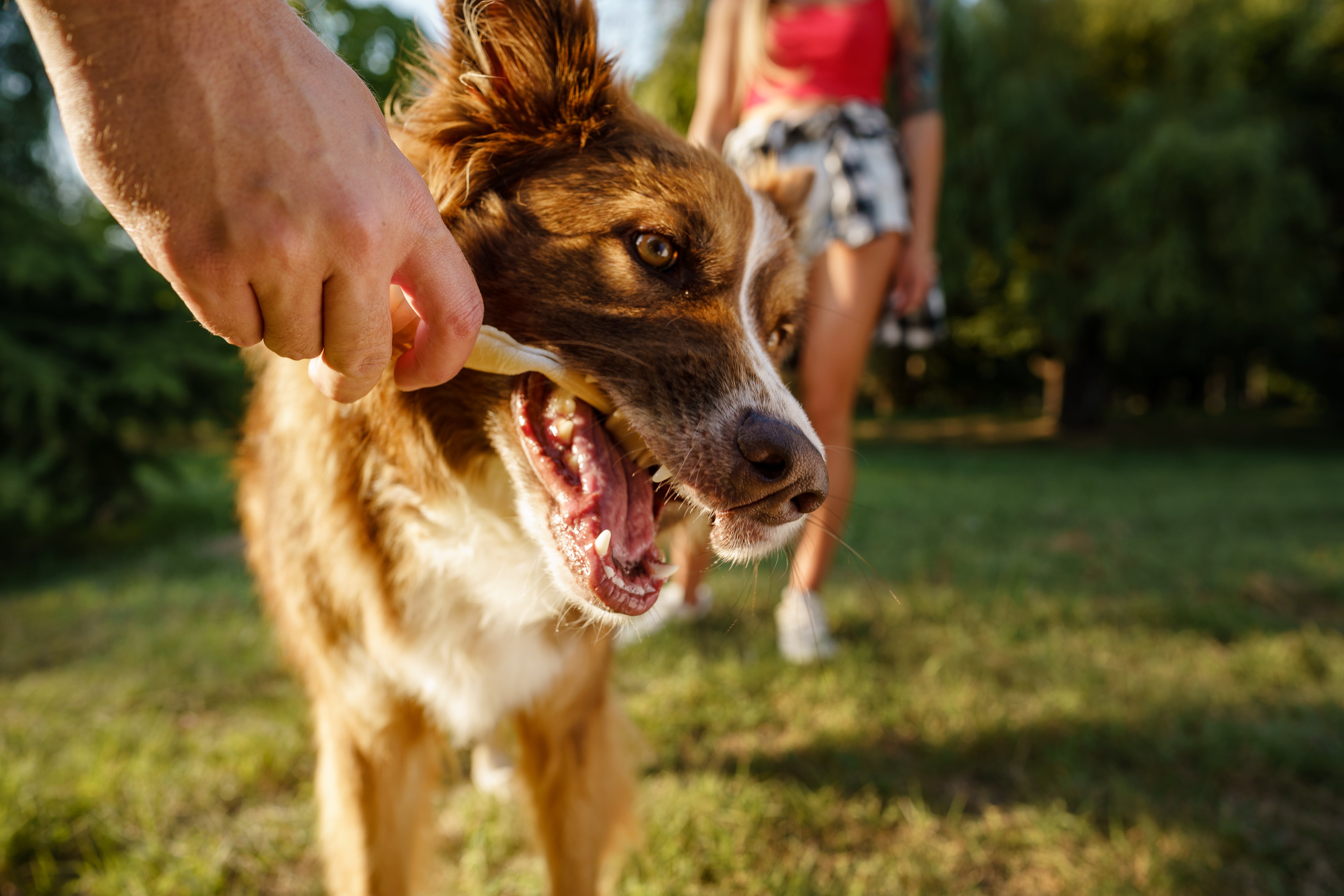 files/close-up-portrait-of-border-collie-dog-in-park-2026-01-08-05-32-26-utc.jpg
