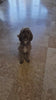 First Reactions Video Feel Good Pet