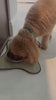 Dog tasting Feel Good for the first time.