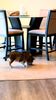 First reactions of a dog trying Feel Good Probiotic Food Topper.